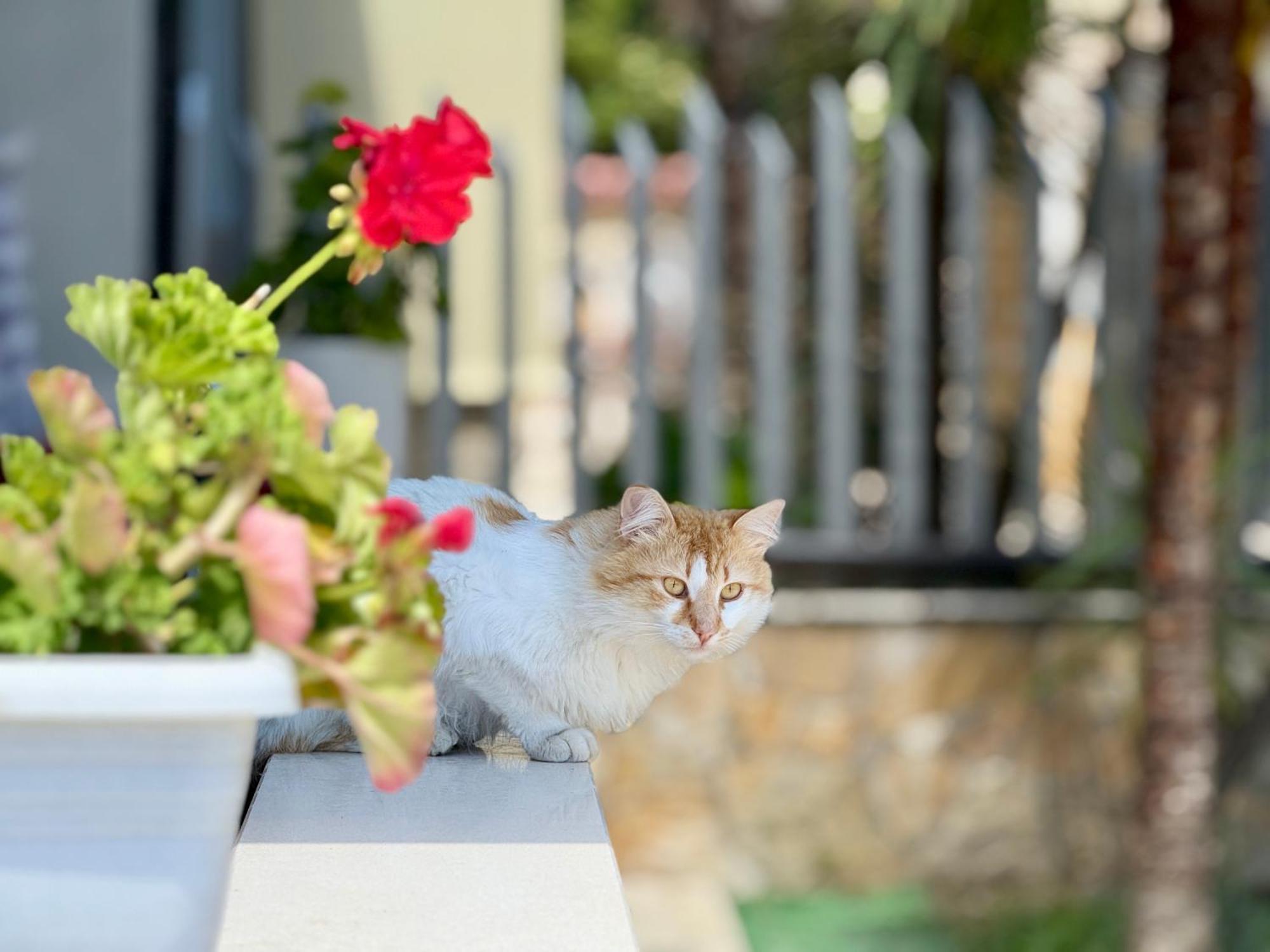 Villa Ida Apartments Vlorë Eksteriør bilde